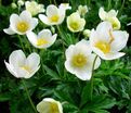 Анемона корончатая Зе Брайд (Anemone coronaria The Bride) — фото 2