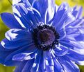 Анемона корончатая Лорд Лейтенант (Anemone coronaria Lord Lieutenant) — фото 2