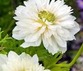 Анемона корончатая Маунт Эверест (Anemone coronaria Mount Everest) — фото 2