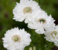 Анемона корончатая Маунт Эверест (Anemone coronaria Mount Everest) — фото 3