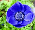 Анемона корончатая Мистер Фокер (Anemone coronaria Mr. Fokker) — фото 2