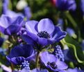 Анемона корончатая Мистер Фокер (Anemone coronaria Mr. Fokker) — фото 3