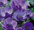 Анемона корончатая Мистер Фокер (Anemone coronaria Mr. Fokker) — фото 4