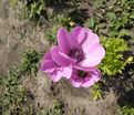 Анемона корончатая Сильфида (Anemone coronaria Sylphide) — фото 2