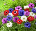 Анемона корончатая Сэйнт Бриджит микс (Anemone coronaria St. Brigid Mix) — фото 3