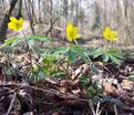 Анемона лютичная (Anemone ranunculoides) — фото 2