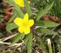 Анемона лютичная (Anemone ranunculoides) — фото 3