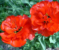 Тюльпан Абба (Tulipa Abba) — фото 2