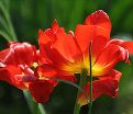 Тюльпан Абба (Tulipa Abba) — фото 4