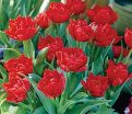 Тюльпан Абба (Tulipa Abba) — фото 5