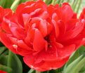 Тюльпан Абба (Tulipa Abba) — фото 6
