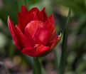 Тюльпан Абба (Tulipa Abba) — фото 7