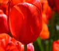 Тюльпан Авиньон (Tulipa Avignon) — фото 3
