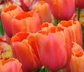 Тюльпан Авиньон (Tulipa Avignon) — фото 4