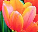 Тюльпан Авиньон (Tulipa Avignon) — фото 6