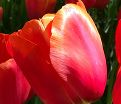 Тюльпан Авиньон (Tulipa Avignon) — фото 7