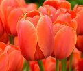 Тюльпан Ад Рем (Tulipa Ad Rem) — фото 2