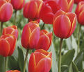 Тюльпан Ад Рем (Tulipa Ad Rem) — фото 3