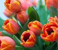 Тюльпан Ад Рем (Tulipa Ad Rem) — фото 4