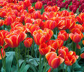 Тюльпан Ад Рем (Tulipa Ad Rem) — фото 5