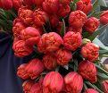 Тюльпан Айкун (Tulipa Icoone) — фото 3