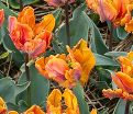 Тюльпан Айрин Пэррот (Tulipa Irene Parrot) — фото 2