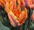 Тюльпан Айрин Пэррот (Tulipa Irene Parrot) — фото 5