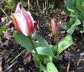 Тюльпан Айс Стик (Tulipa Ice Stick) — фото 2