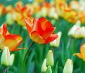 Тюльпан Американ Дрим (Tulipa American Dream) — фото 3