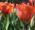 Тюльпан Ани Шилдер (Tulipa Annie Schilder) — фото 2