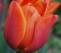 Тюльпан Ани Шилдер (Tulipa Annie Schilder) — фото 3