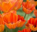 Тюльпан Ани Шилдер (Tulipa Annie Schilder) — фото 4