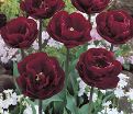 Тюльпан Анкл Том (Tulipa Uncle Tom) — фото 2