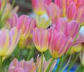 Тюльпан Антуанетта (Tulipa Antoinette) — фото 3