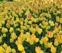 Тюльпан Антуанетта (Tulipa Antoinette) — фото 4