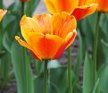 Тюльпан Апеледорн'с Элит (Tulipa Apeldoorn's Elite) — фото 3