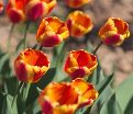 Тюльпан Апеледорн'с Элит (Tulipa Apeldoorn's Elite) — фото 4