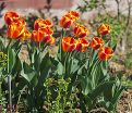Тюльпан Апеледорн'с Элит (Tulipa Apeldoorn's Elite) — фото 5