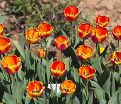 Тюльпан Апеледорн'с Элит (Tulipa Apeldoorn's Elite) — фото 6