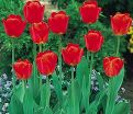 Тюльпан Апельдорн (Tulipa Apeldoorn) — фото 4
