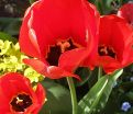Тюльпан Апельдорн (Tulipa Apeldoorn) — фото 5