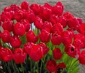 Тюльпан Апельдорн (Tulipa Apeldoorn) — фото 6