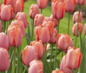 Тюльпан Априкот Фэйворит (Tulipa Apricot Favourite) — фото 2