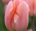 Тюльпан Априкот Фэйворит (Tulipa Apricot Favourite) — фото 3