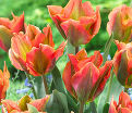Тюльпан Артист (Tulipa Artist) — фото 2