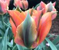 Тюльпан Артист (Tulipa Artist) — фото 3
