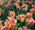 Тюльпан Артист (Tulipa Artist) — фото 4