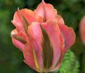 Тюльпан Артист (Tulipa Artist) — фото 5