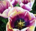 Тюльпан Атлантис (Tulipa Atlantis) — фото 3