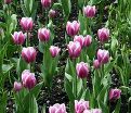 Тюльпан Атлантис (Tulipa Atlantis) — фото 4